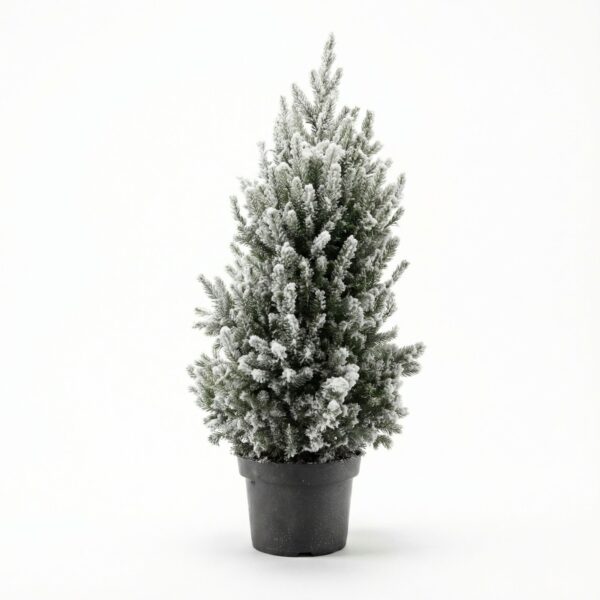 Kanada kuusk 'December' lumine P23 65cm