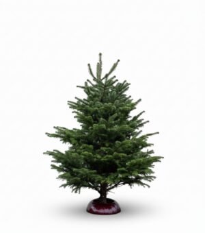 Kaukaasia nulg Nordmann Premium 150-175cm