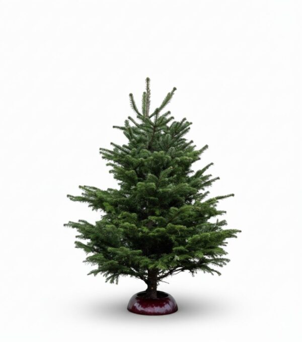 Kaukaasia nulg Nordmann Premium 150-175cm