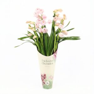 Tsümbiidium ‘Exclusiva’ P12 4 õievart