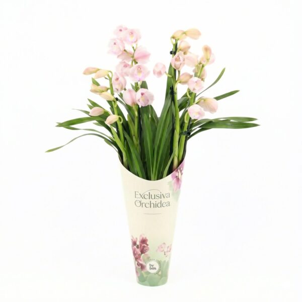 Tsümbiidium 'Exclusiva' P12 4 õievart