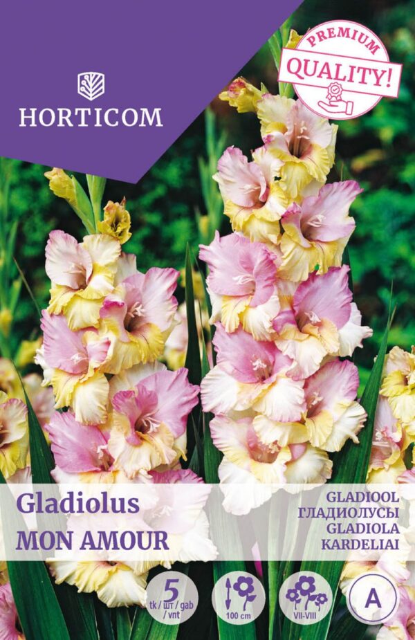 Gladiool 'Mon Amour' 5tk