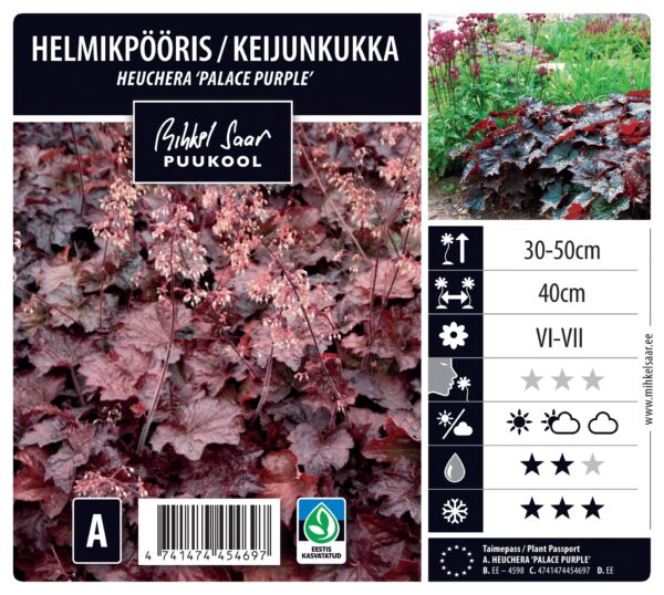 Helmikpööris 'Palace Purple' P12