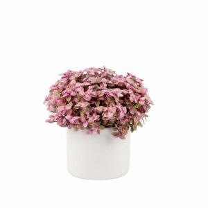Kalliisia ‘Pink Lady’ P10,5