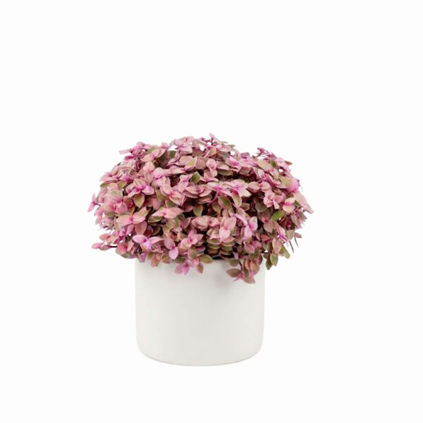 Kalliisia 'Pink Lady' P10,5