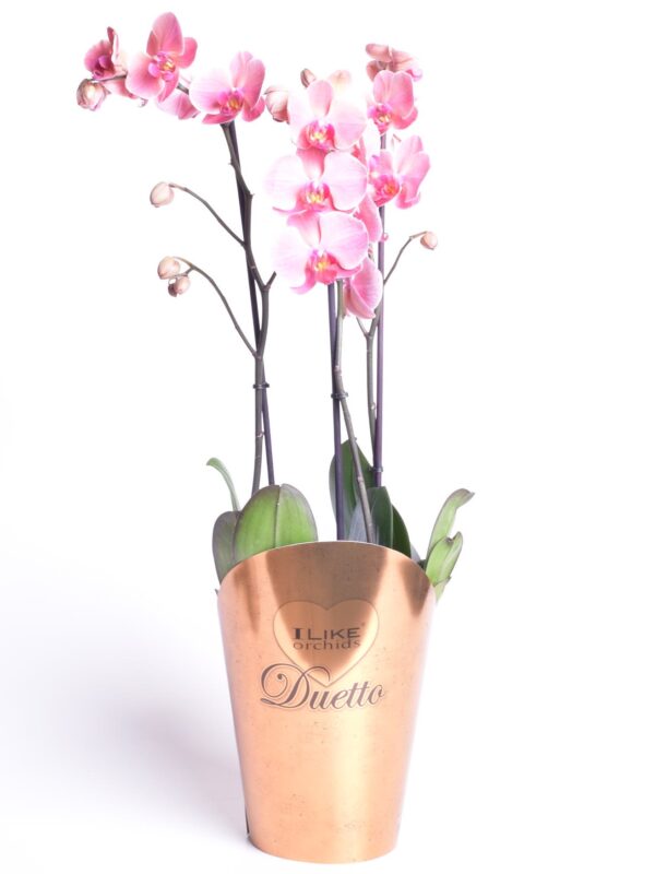 Kuuking 'Duetto Asian Coral' P17 3 õievart