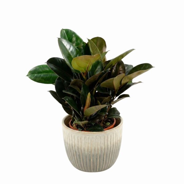 Kummi-viigipuu 'Robusta' P21 põõsas 40cm