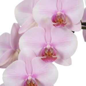Kuuking ‘Mirror Miracle Tiana’ P12 2 õievart kaarel