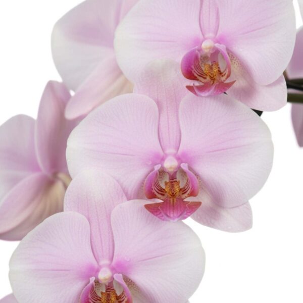 Kuuking 'Mirror Miracle Tiana' P12 2 õievart kaarel