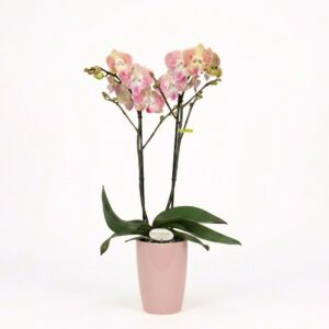 Kuuking ‘Optistar Lipa’ P12 2 õievart