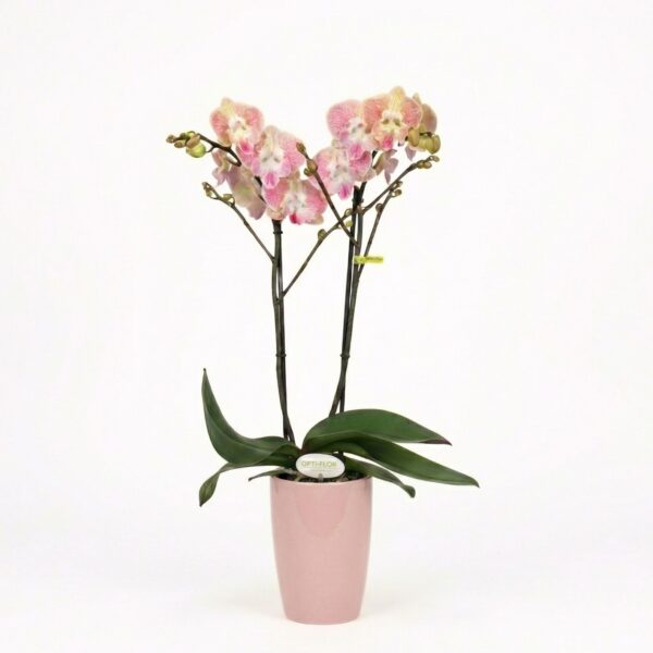 Kuuking 'Optistar Lipa' P12 2 õievart