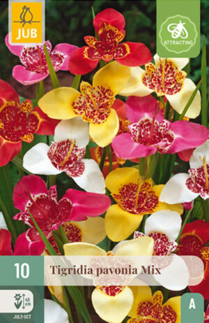 Harilik tiigerlill Mix 10tk