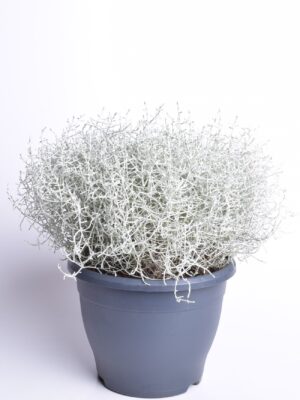 Padipõõsas P26/P27 XL