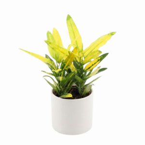 Kirjulehine ebakrooton ‘Sunny Star’ P12