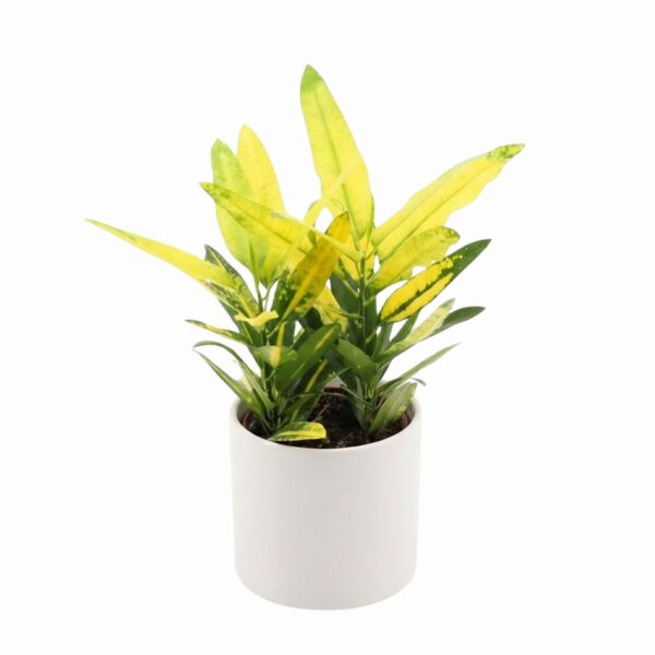 Kirjulehine ebakrooton 'Sunny Star' P12