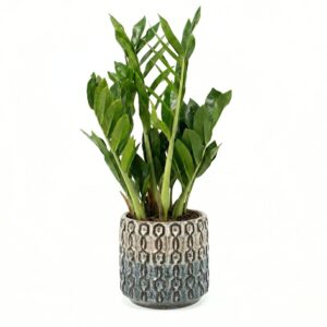 Sulgvõhk ‘Pixie’ P17