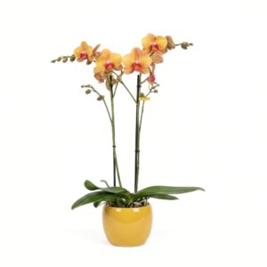 Kuuking ‘Optistar Deshi’ P12 2 õievart