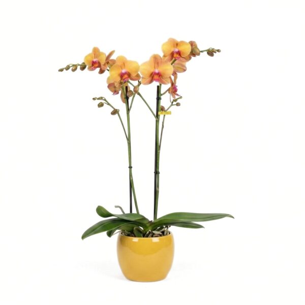 Kuuking 'Optistar Deshi' P12 2 õievart