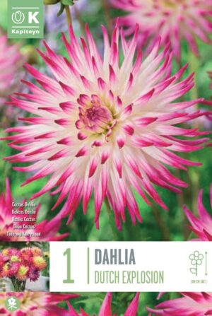 Daalia ‘Dutch Exlposion’ 1tk