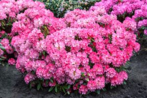 Rododendron ‘English Roseum’ P21