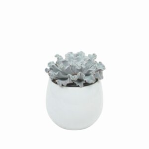 Soomuslehik ‘Crispy Beauty’ P13