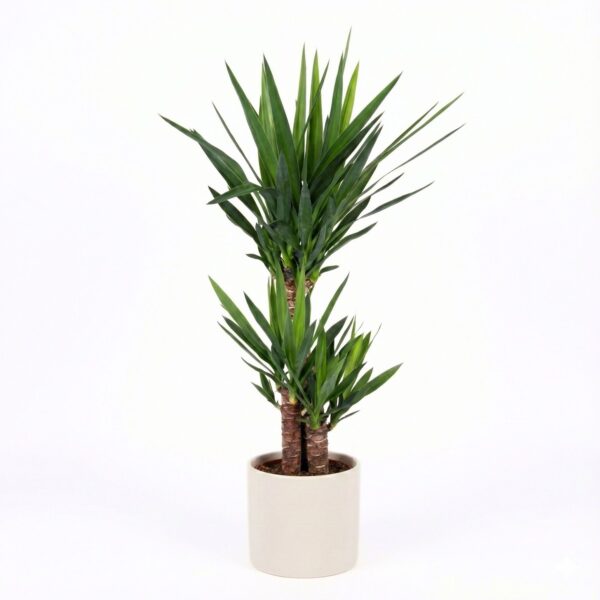 Hiigel-tääkliilia P21 70cm 3 tüve