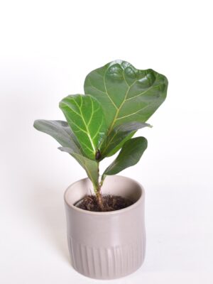 Lüüra-viigipuu ‘Bambino’ P9