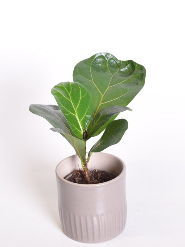 Lüüra-viigipuu 'Bambino' P9