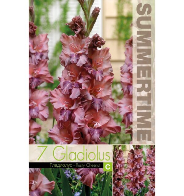 Gladiool 'Rusty Chesnut' 7tk