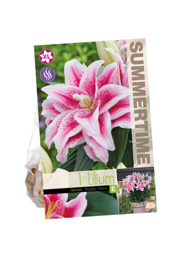 Aasia liilia 'Roselily Nowa' 1tk