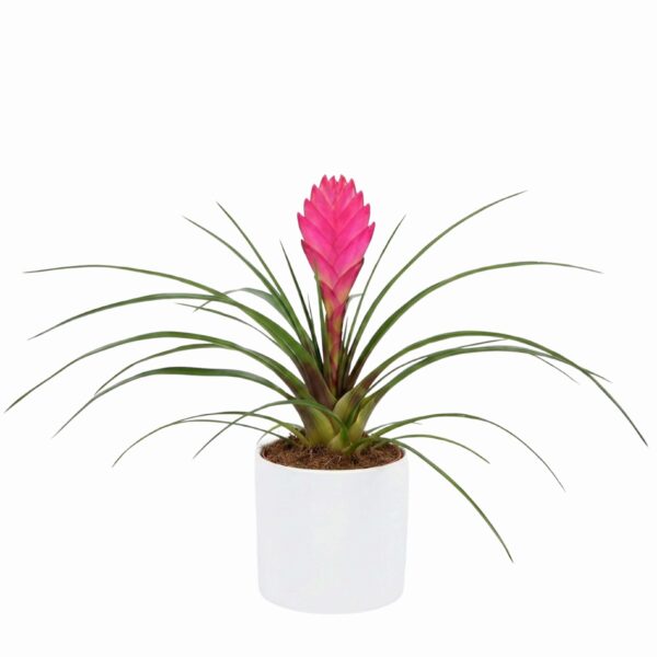 Sinine tillandsia P6 erinevad