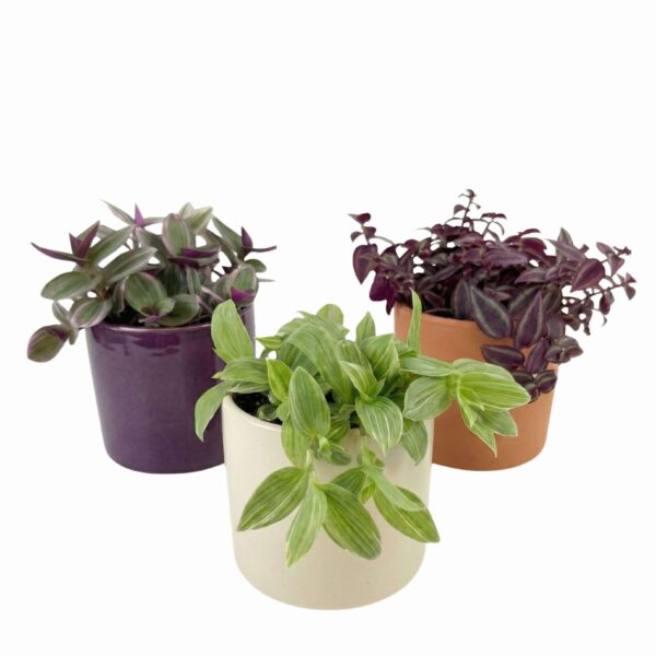 Tradeskantsia P12 erinevad