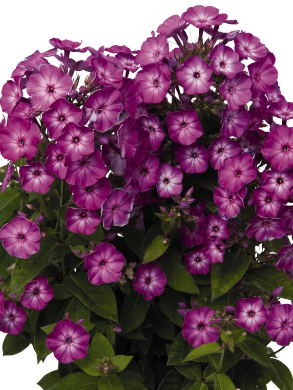 Aed-leeklill 'Flame Purple Eye' P17