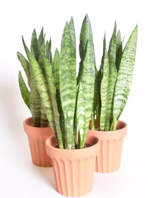 Tseiloni havisaba P14