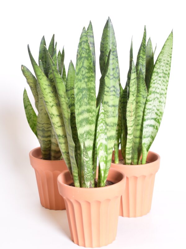 Tseiloni havisaba P14