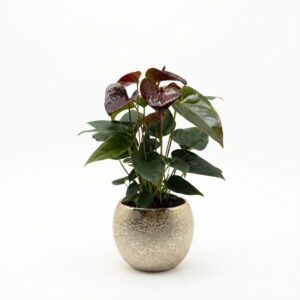 Flamingolill ‘Essencia’ P12 ümbrispotis