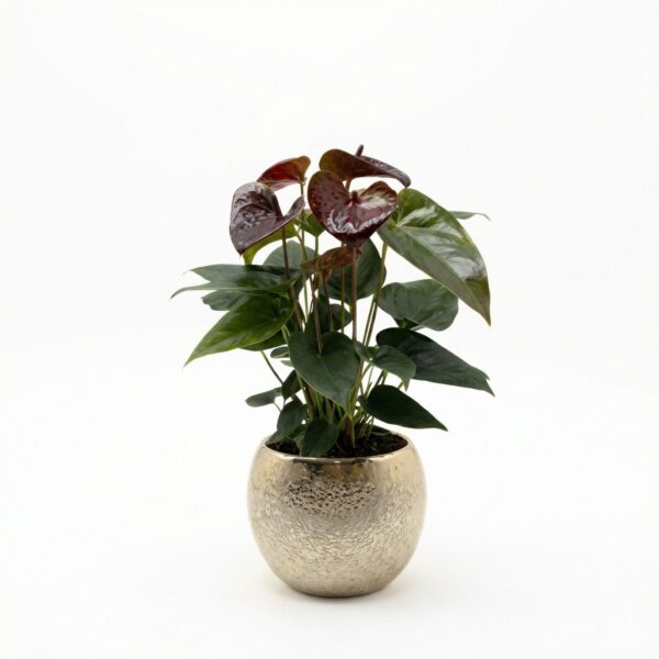 Flamingolill 'Essencia' P12 ümbrispotis