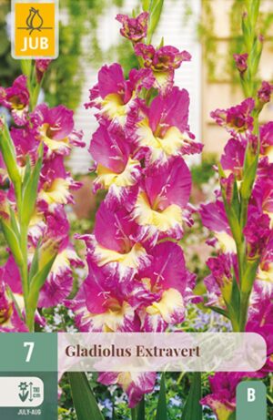 Gladiool ‘Extravert’  7tk
