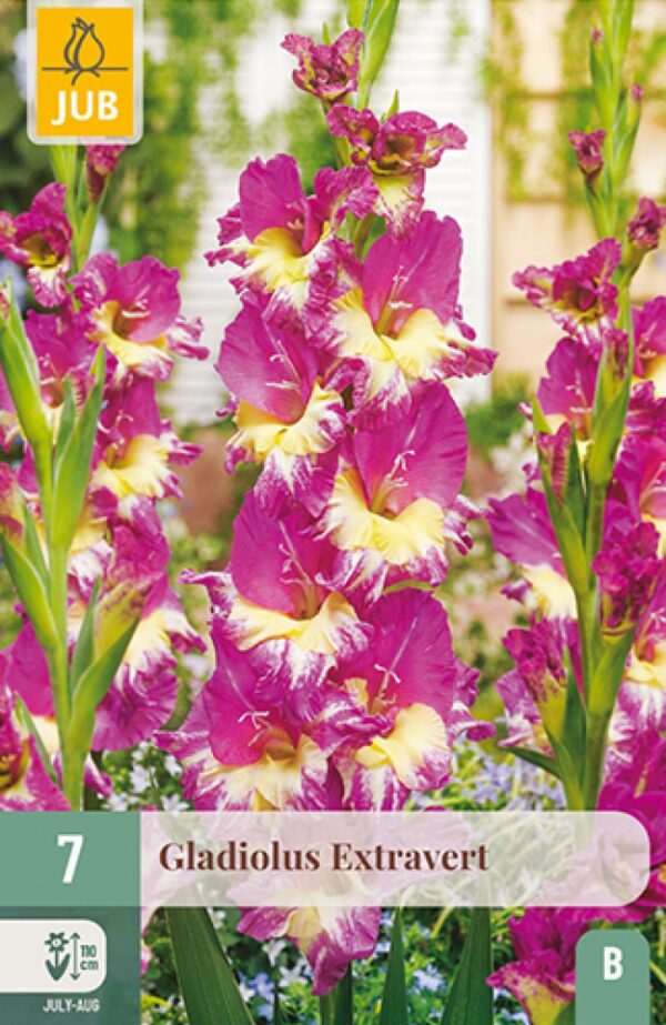 Gladiool 'Extravert'  7tk