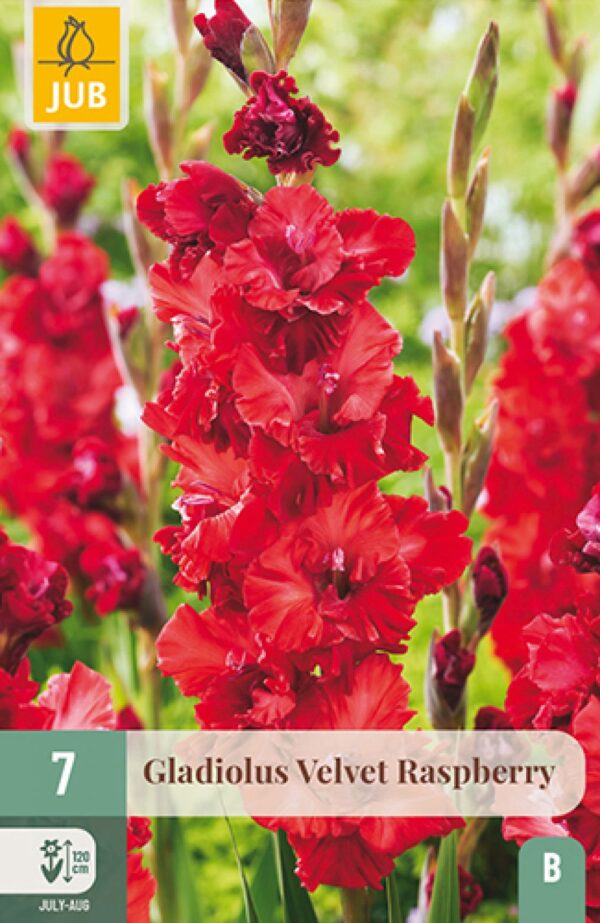 Gladiool 'Velvet Raspberry' 7tk
