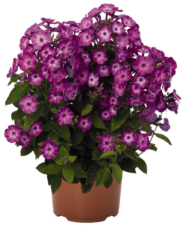 Aed-leeklill 'Flame Purple Eye' P17