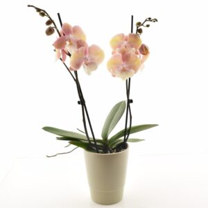 Kuuking ‘Tina’ P12 2 õievart