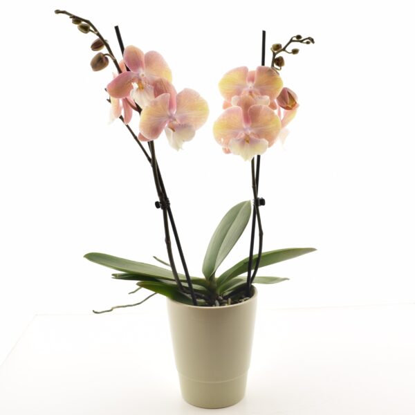 Kuuking 'Tina' P12 2 õievart