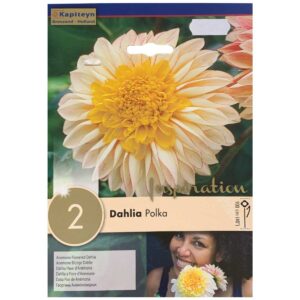 Daalia ‘Polka’ 1tk