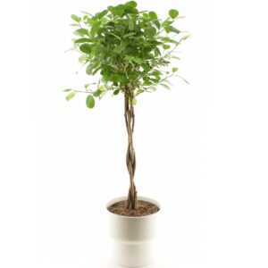 Väikeseviljaline viigipuu ‘Moclame’ P23 85cm tüvel