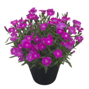 Hübriidnelk ‘Tasha’ P12 Eestis kasvatatud