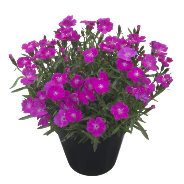 Hübriidnelk 'Tasha' P12 Eestis kasvatatud