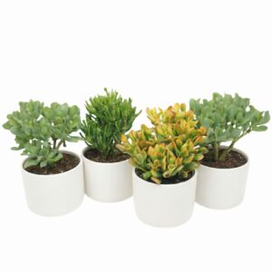 Turdleht P17 erinevad