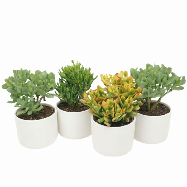 Turdleht P17 erinevad