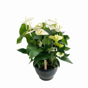 André flamingolill ‘Sumi’ P30